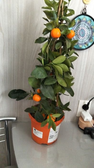 Продам дерево цитрус мандарин