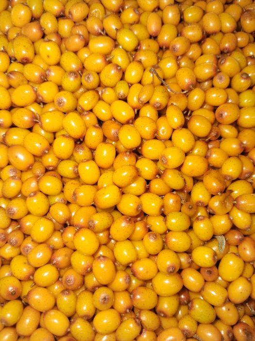 Продам облепиху  свежесобранную
