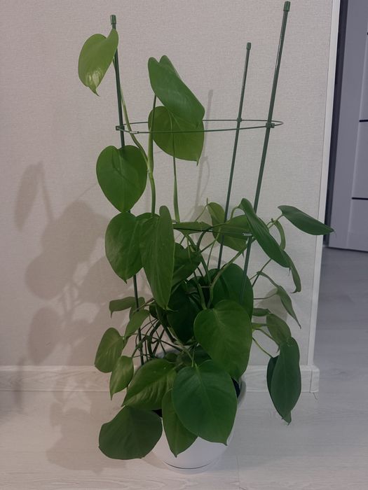 Продам комнатные цветы