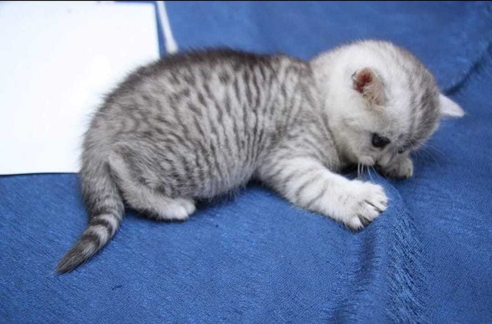 котята шотландские