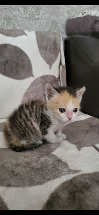 Отдам котёнка в хорошие руки