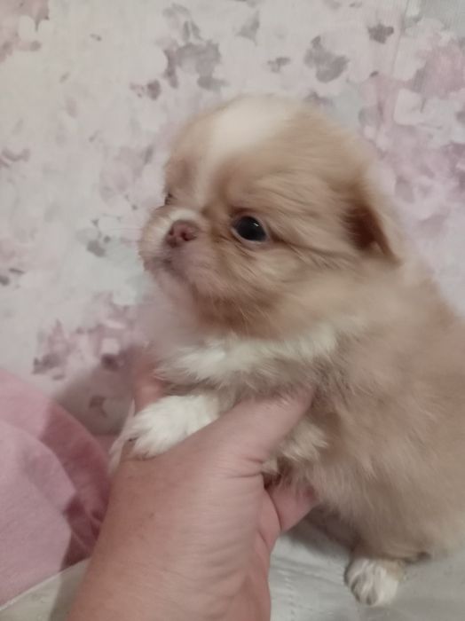 Продам щенков шпице пикинеса.
