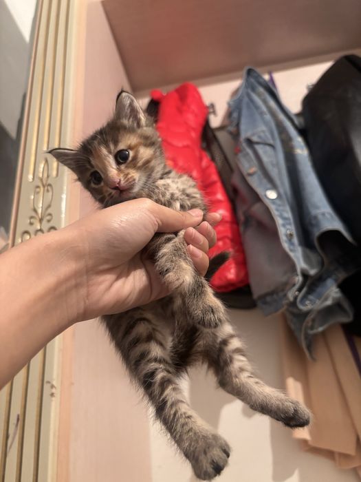 3 Кошка бесплатно 10 тг