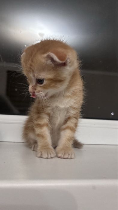 Котенок в добруе руки,мальчик
