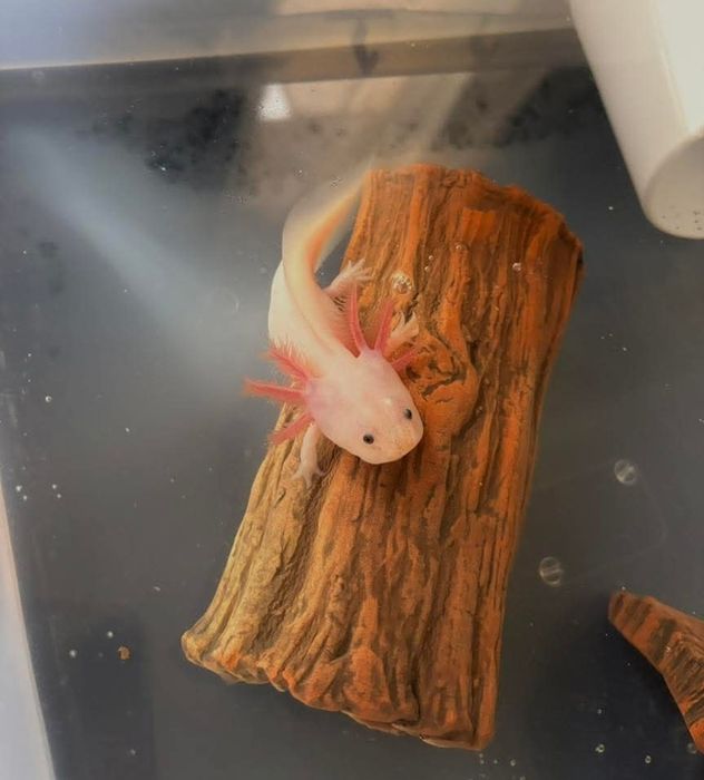 Axolotl leucistic