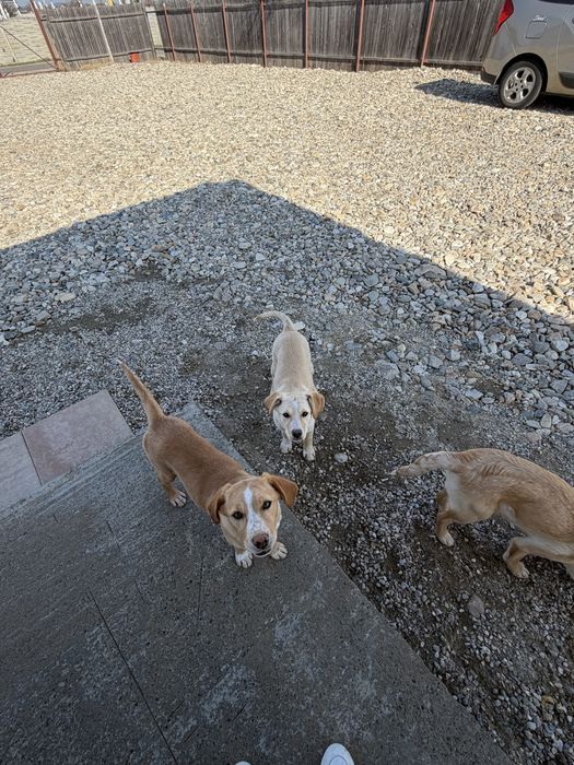 Catei pentru adoptie:)