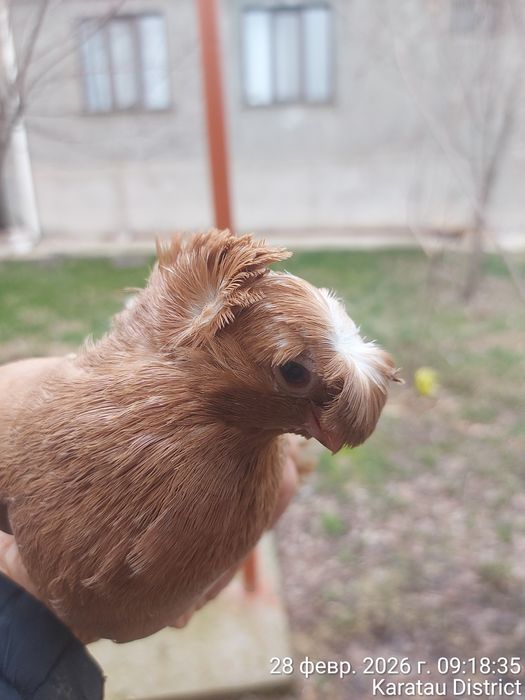 Голуби нават маладые