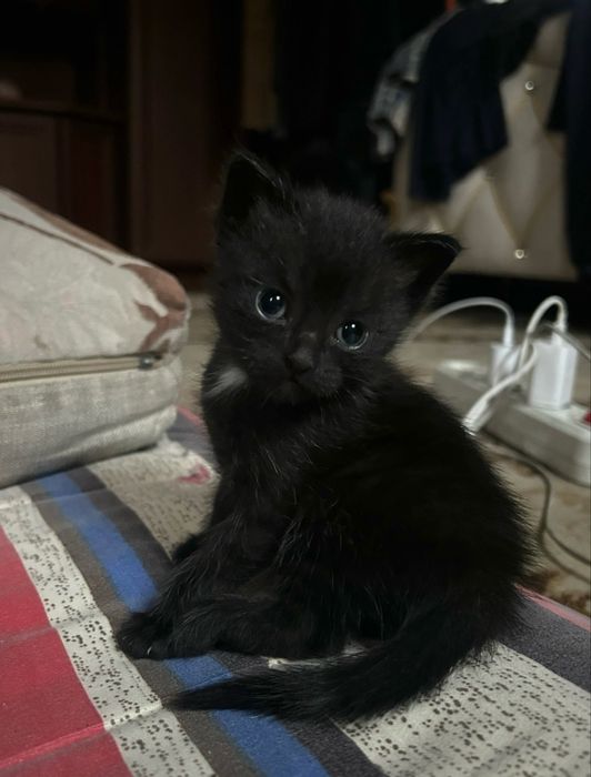 Продам котят , 2 месяц, очень ласковый