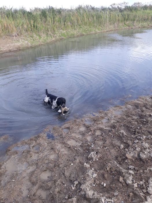 Продам спаниель