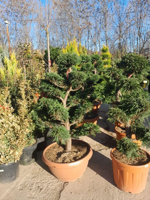 Avem plante ornamentale de ce mai buna calitate