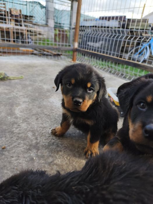 Ротвайлер - бебета