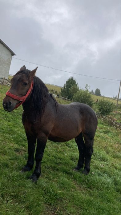 Vând armăsar murg sau schimb cu o iepușoară murgă