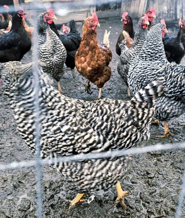 Vând 100 de găini ouătoare