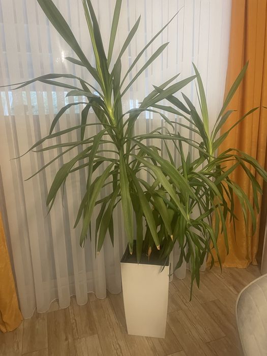 Vand yucca cu ghiveci