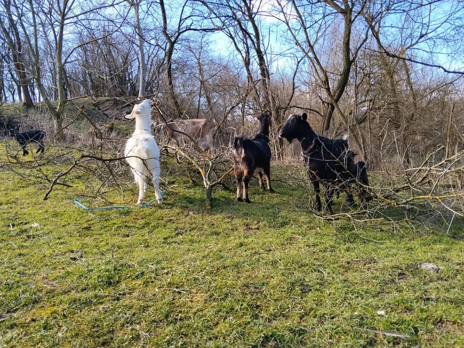 Vand  capre fătate,gestante si un țap .