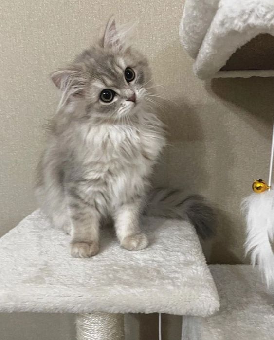 Передержка кошек и собак