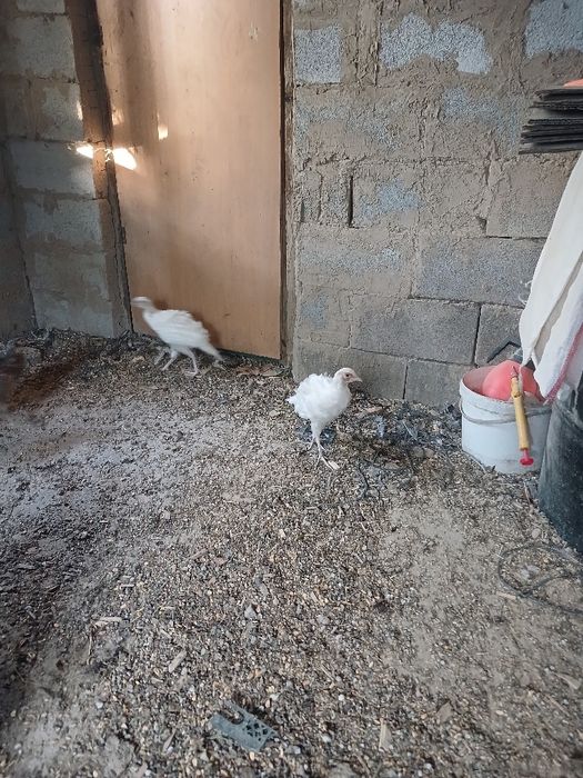 Продам фазанов..