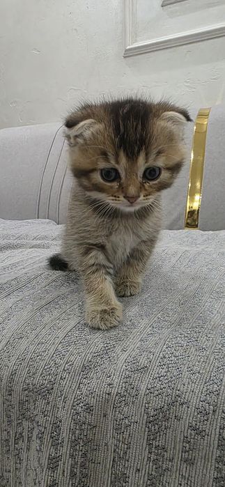 Продаётся вислоухая шотландский девочка