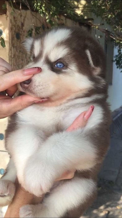 шоколадный голубоглазый мальчик хаски