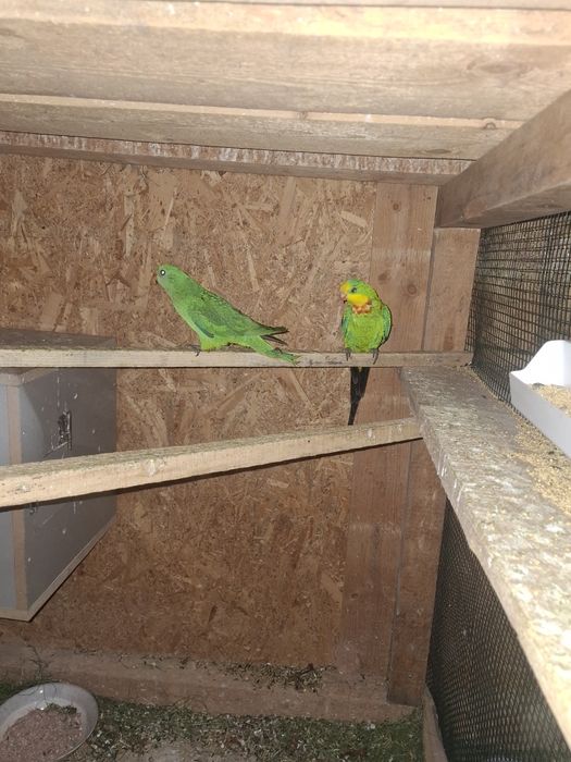 Pagalii mai multe specii