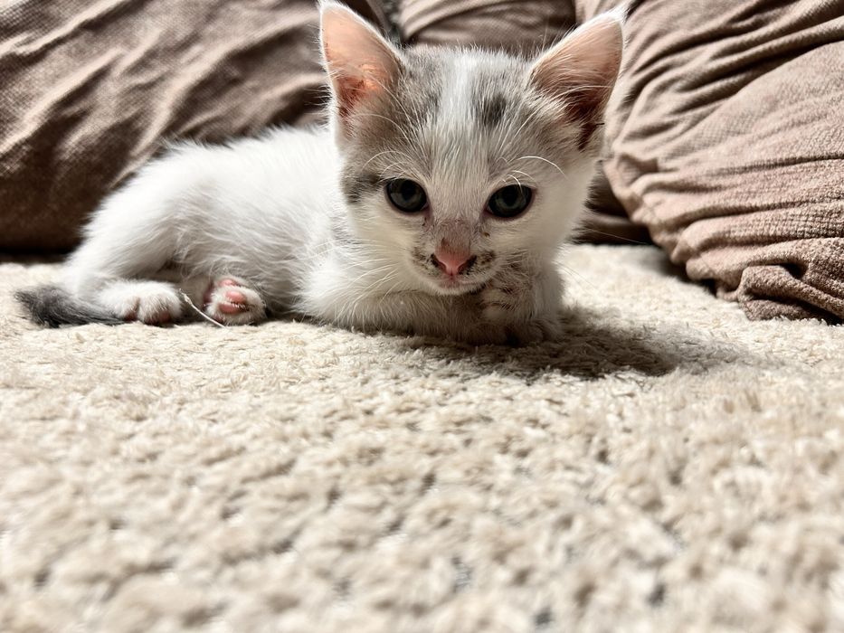 Котенок мальчик .