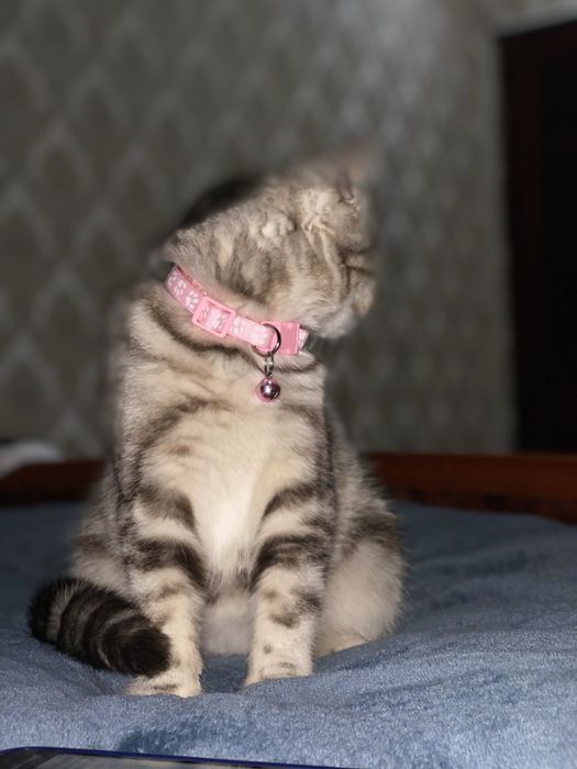 Кошка ищет любящий дом