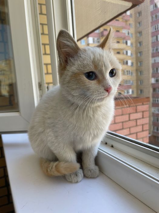 Отдам котенка даром
