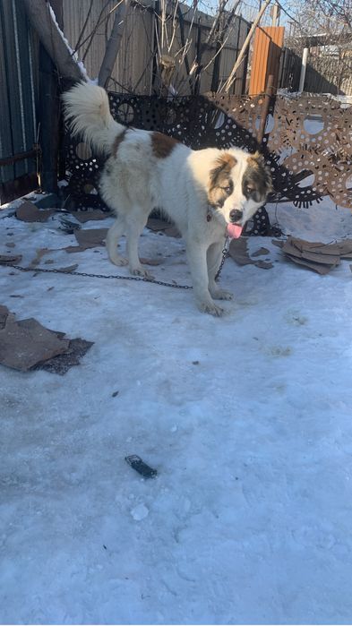 Алабай тобет пропал