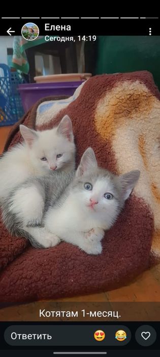 Отдам котят в добрые руки.