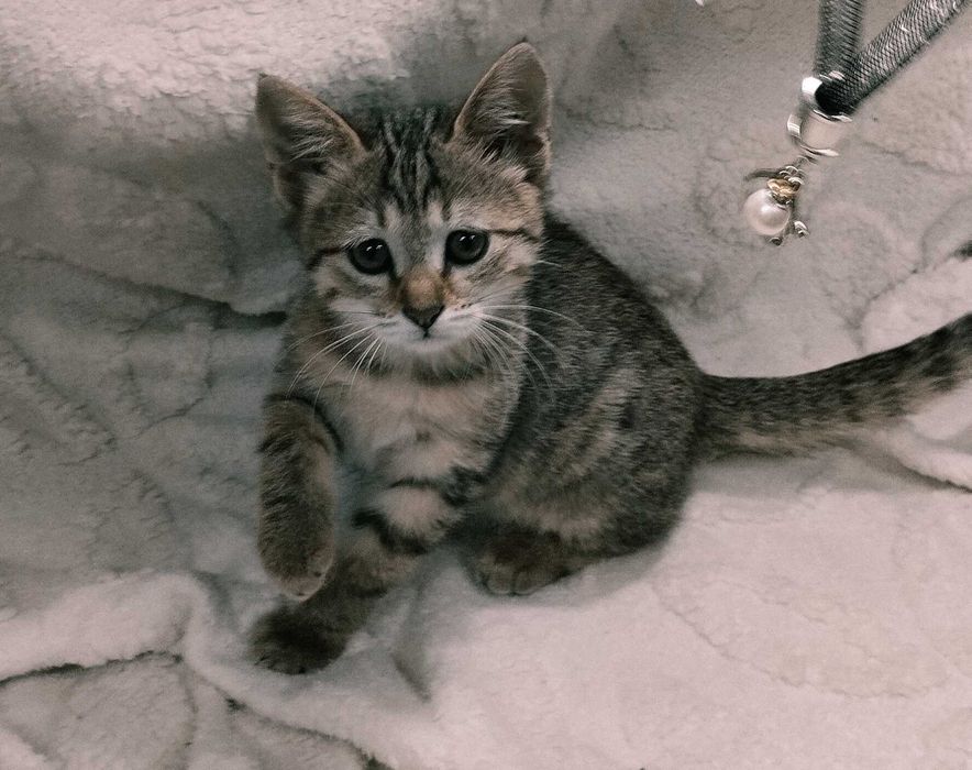 Подарю домашних котят. Мальчики и девочки. 2 месяца.