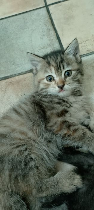 Отдам котят в хорошие руки