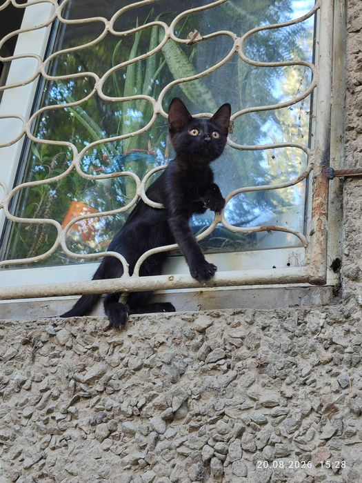 Котенок мальчик. За шоколадку