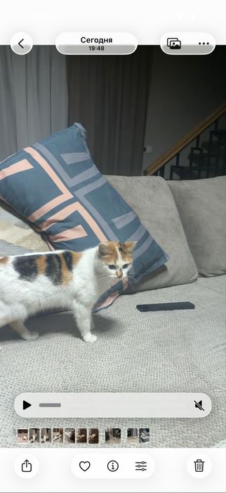 Отдам трехцветную кошечку