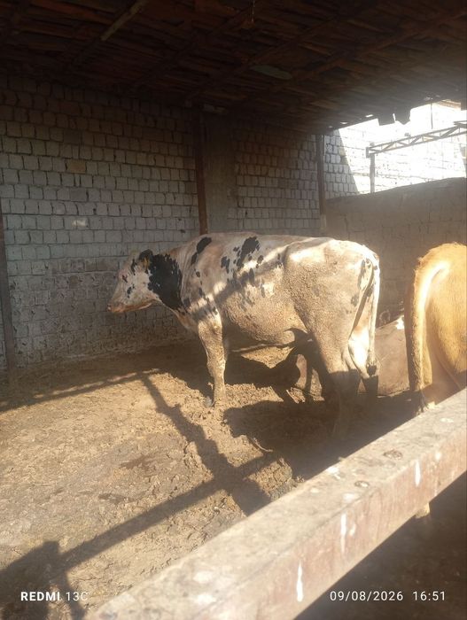 Продам бычков кибрайский район