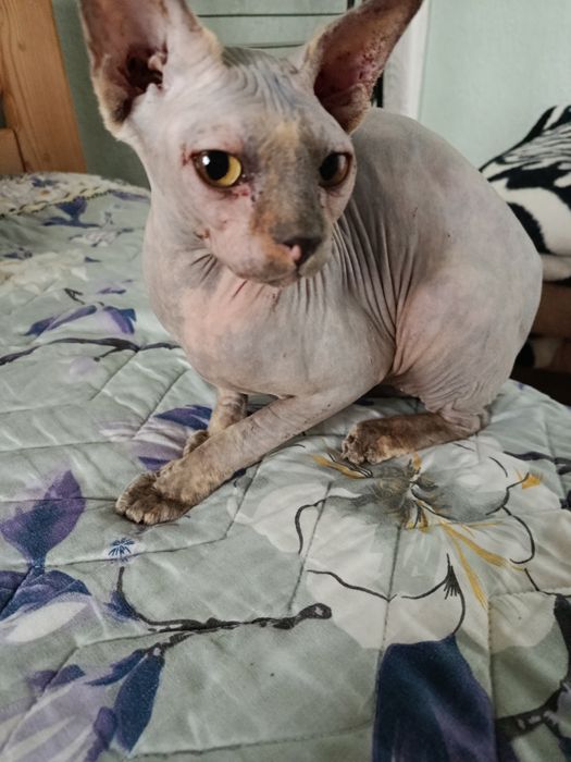 Продаётся девочка 5,5 месяцев