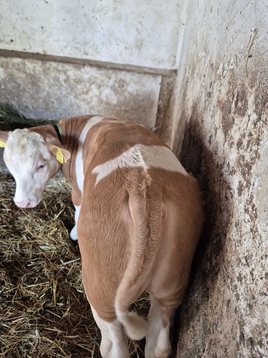 Vând vițel de două luni jumate