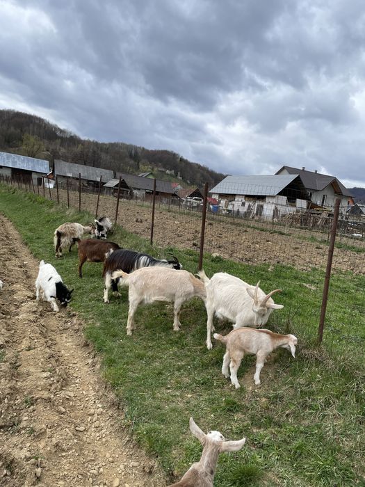Capre cu iezi langa ele disponibile sanne si carpatine