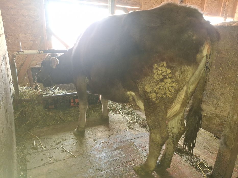 Сиыр сатылады Алатау сутти