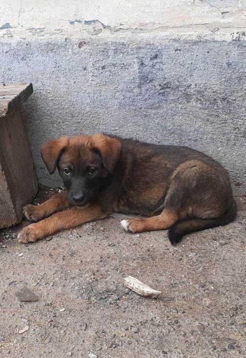 Щенки в добрые руки