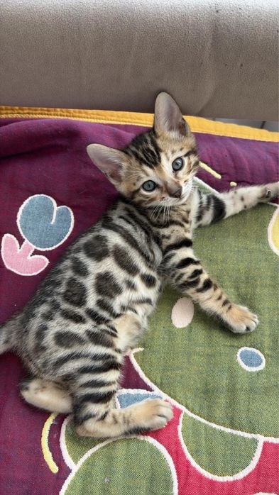 Бенгальский котёнок