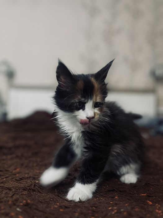 Мейн Кун девочка, королевская порода