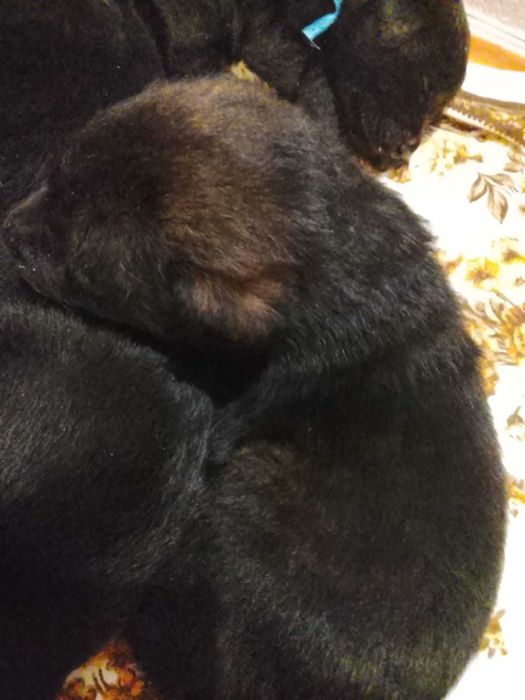 Продам щенков Лабрадоров