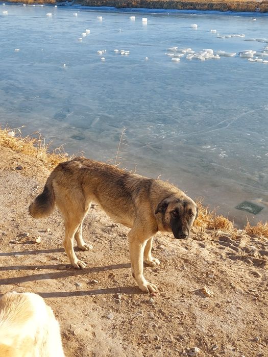 Собаки в хорошм састаение