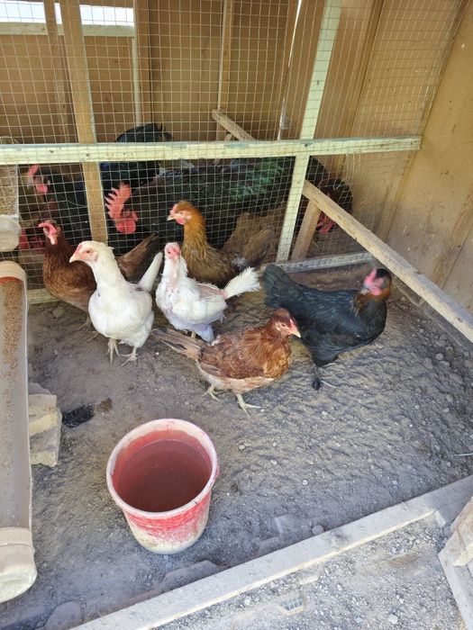 Avstrolob va oddiy tovuq xurozlar sotiladi