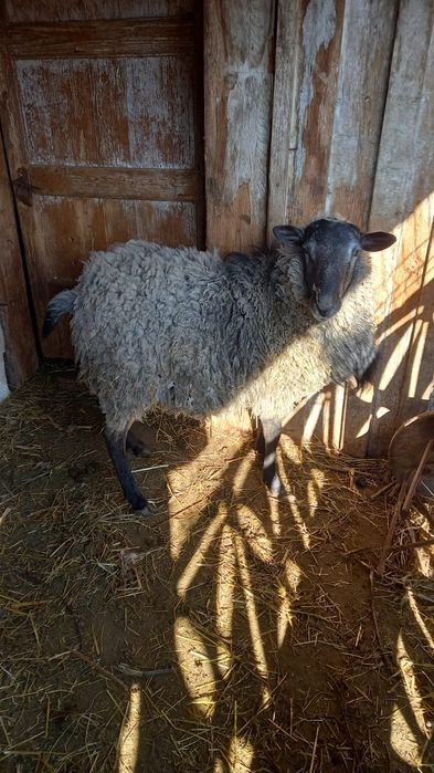 Vând sau schimb berbec romanov