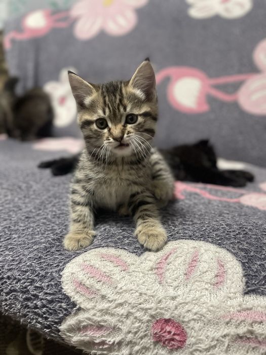 Отдам котят в добрые руки