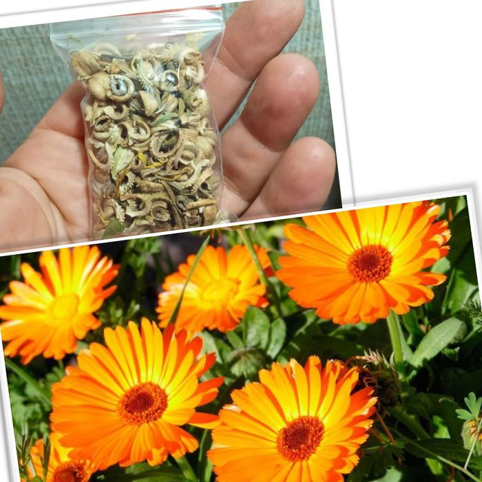 Семена перец острый