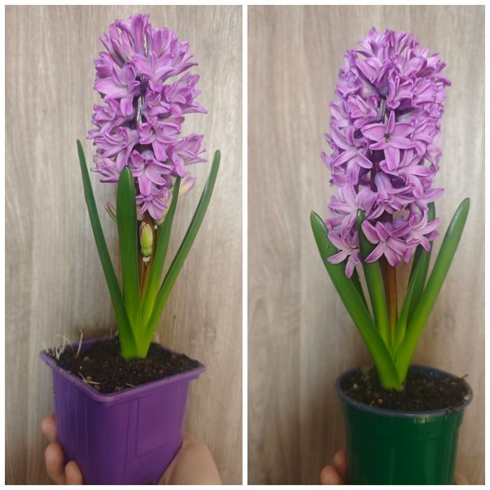 Цветущие гиацинты