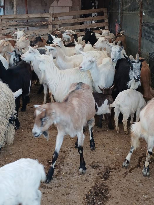Vând urgent capre bune de lapte