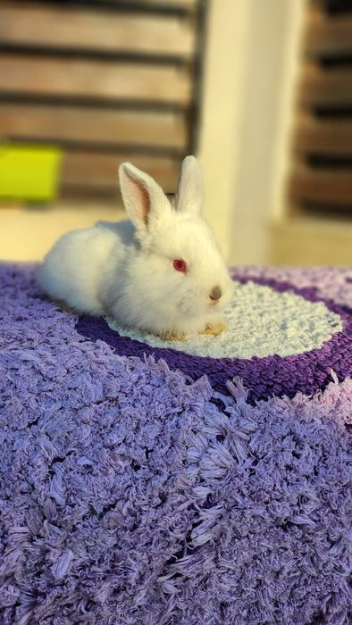 Iepurași de vânzare